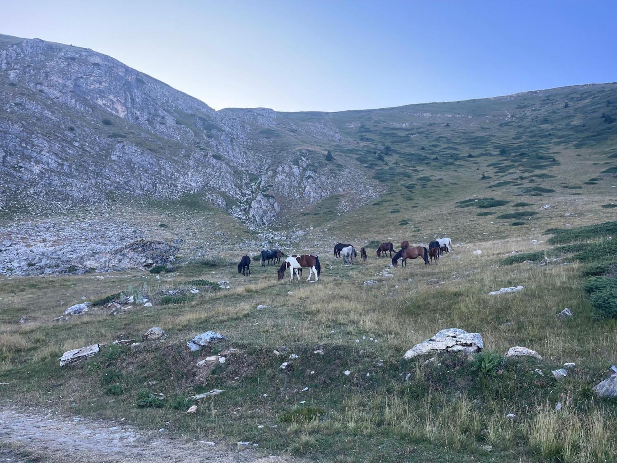 Villa 80 Kodra E Diellit Kalkandelen Dış mekan fotoğraf
